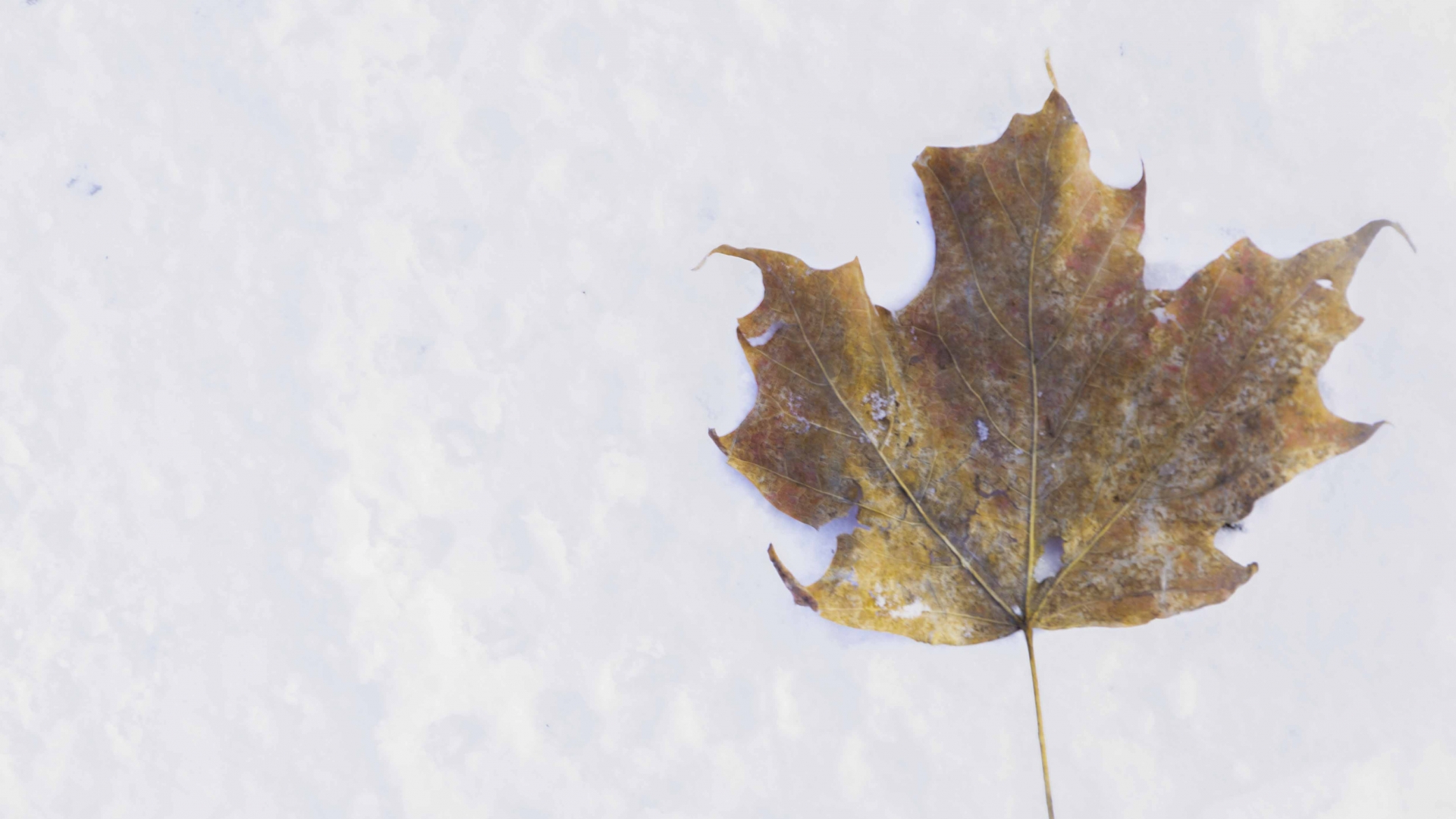 Fallen-maple-leaf
